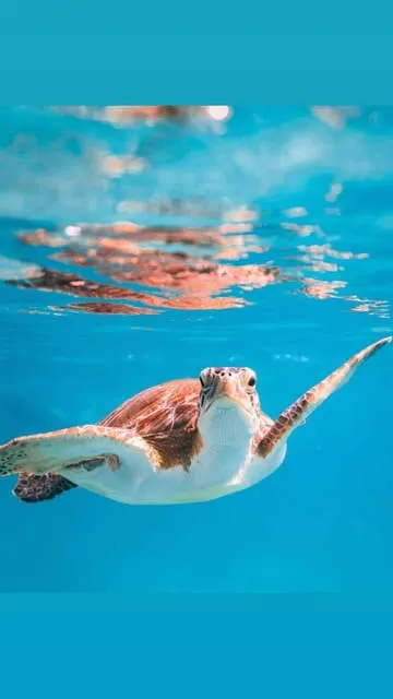 Excursión snorkel a las islas Al Dimaniyat